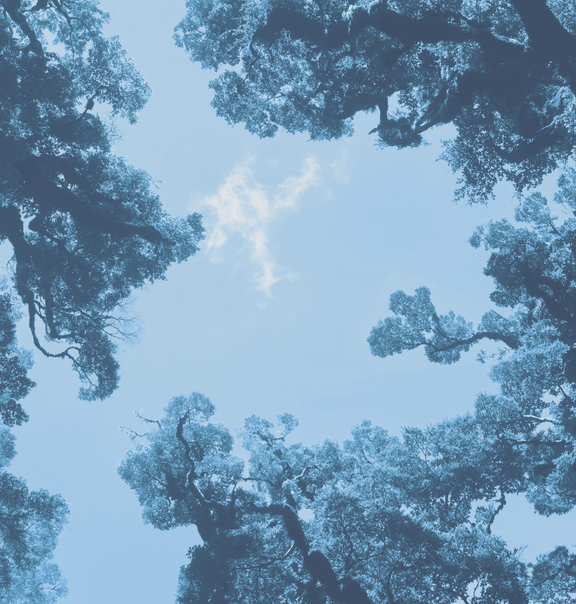 Tree canopy dark blue wash