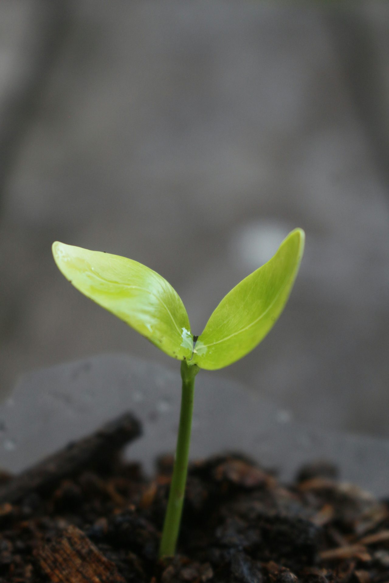 Green shoot